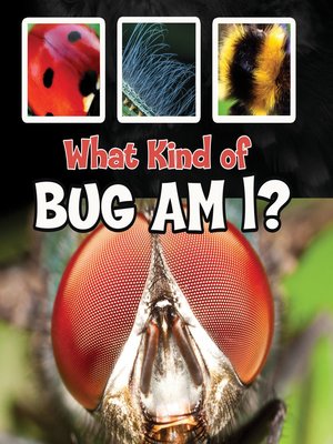 cover image of What Kind of Bug Am I?